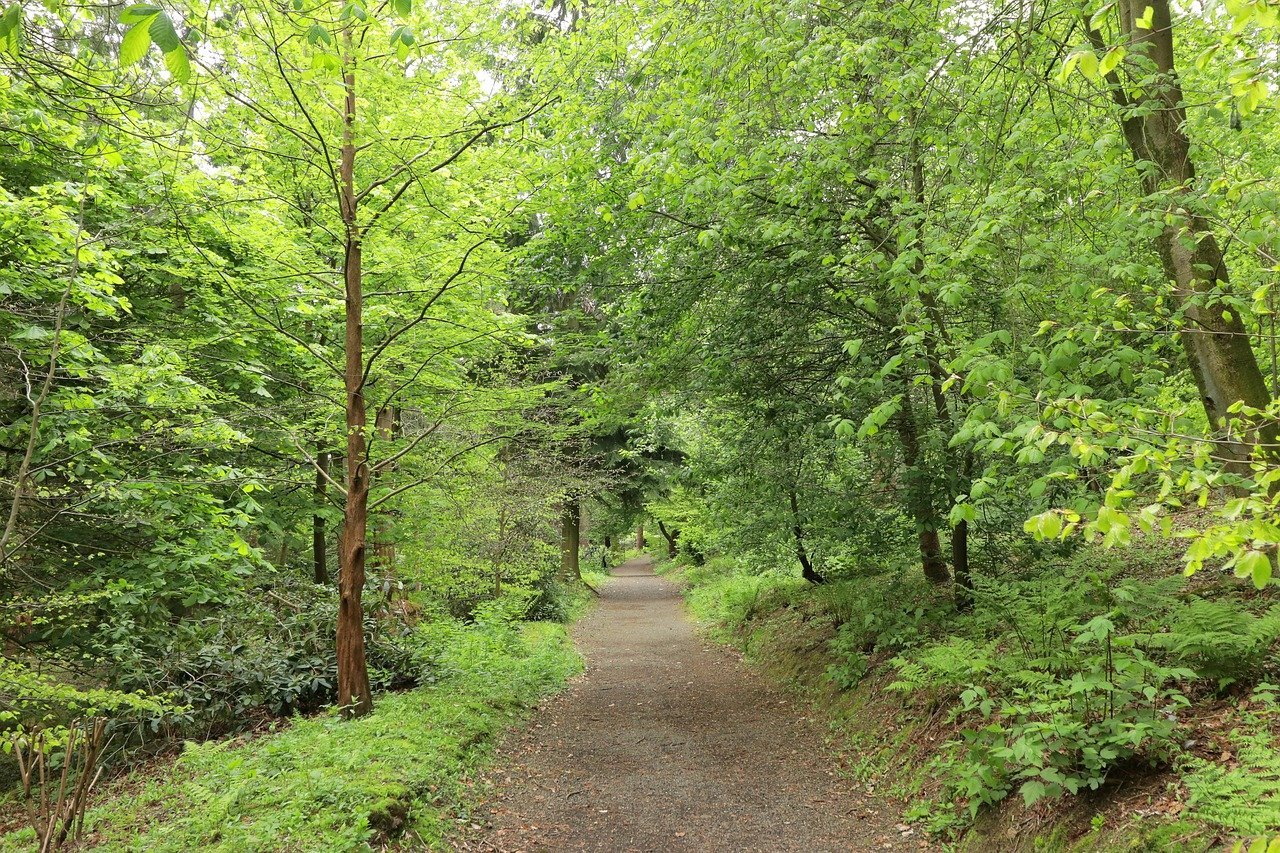 Forêt & essences nobles
